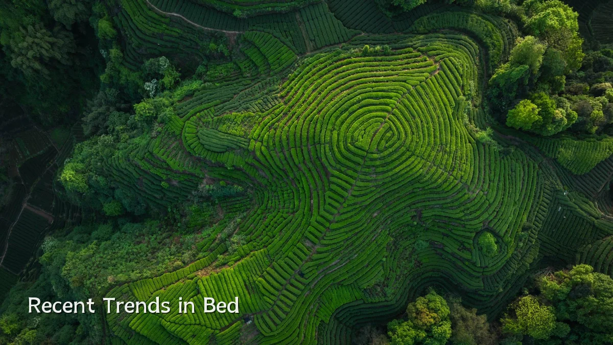 Recent Trends in Bed