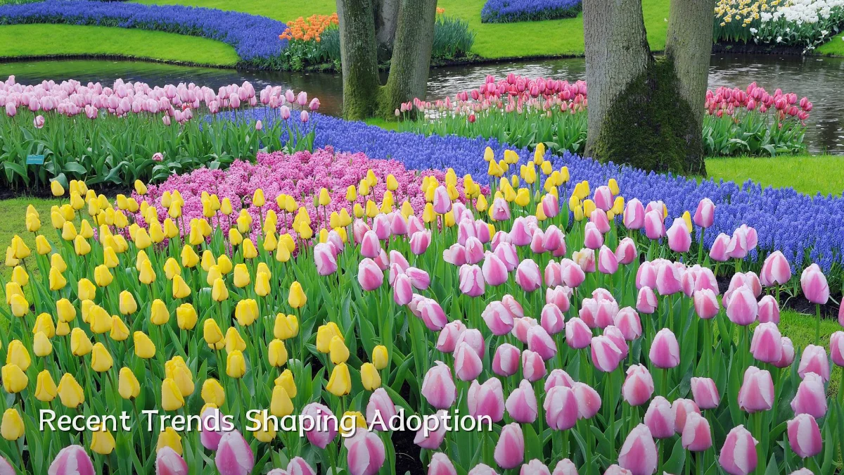 Recent Trends Shaping Adoption