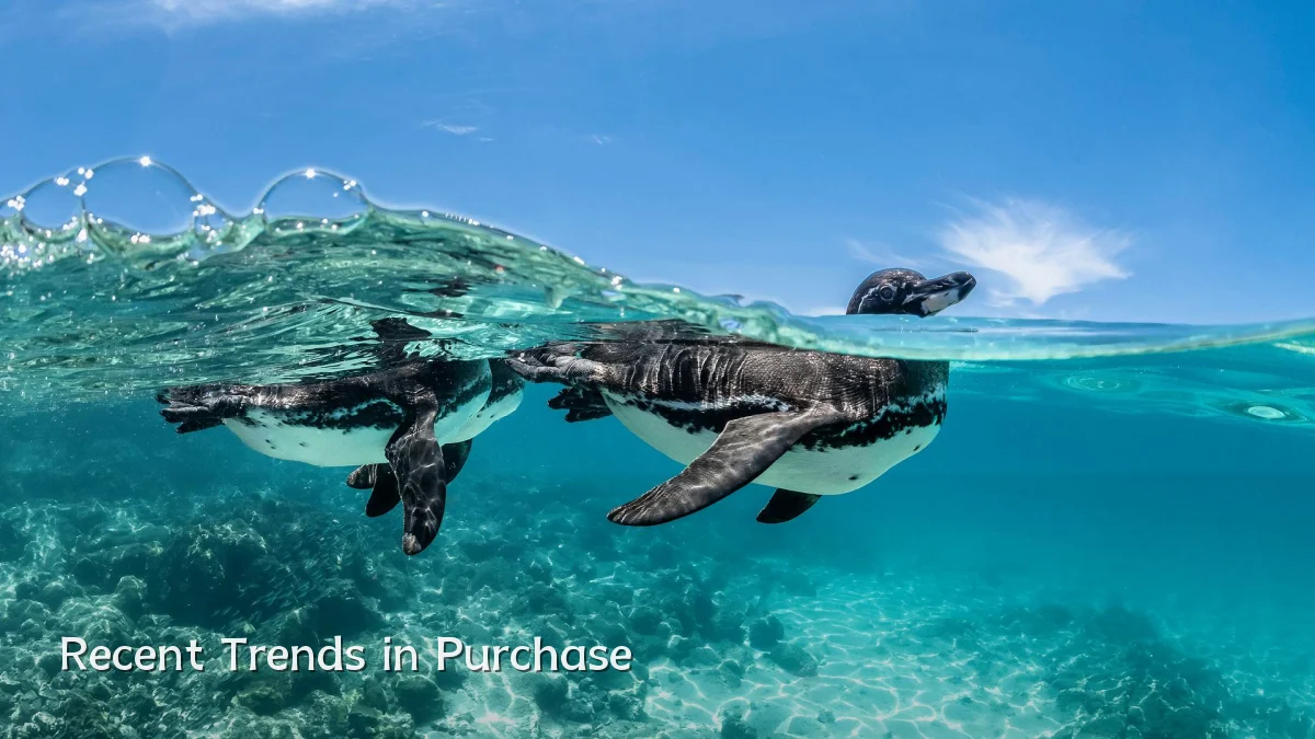 Recent Trends in Purchase